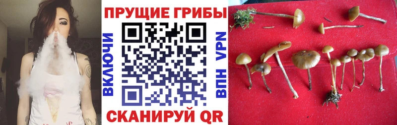 Галлюциногенные грибы Cubensis  Пыталово 